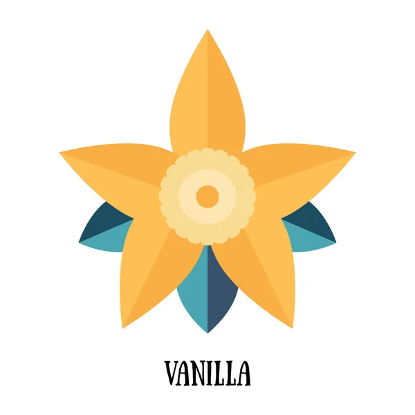 Vanília pod és virág — Stock Vector