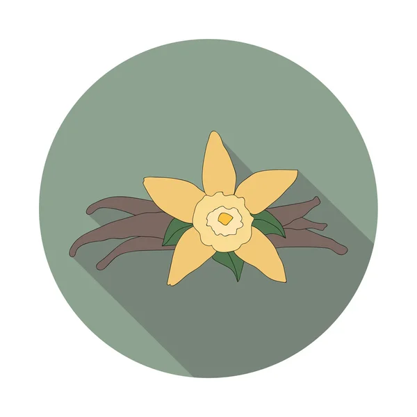 Cápsula e flor de baunilha — Vetor de Stock