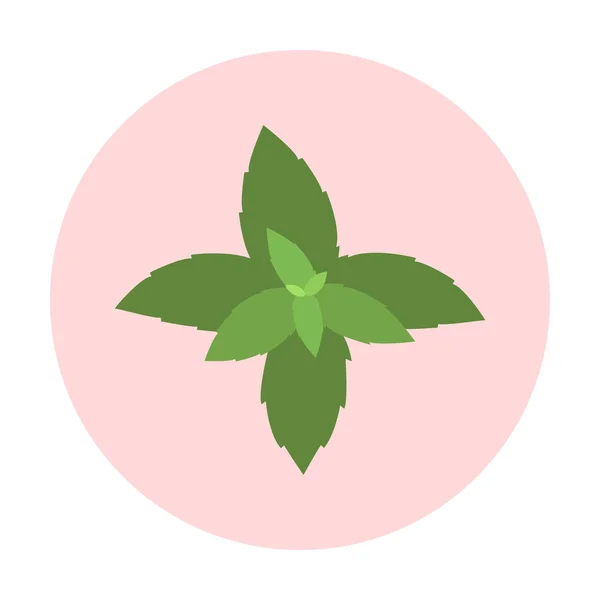 Feuilles de menthe fraîche — Image vectorielle