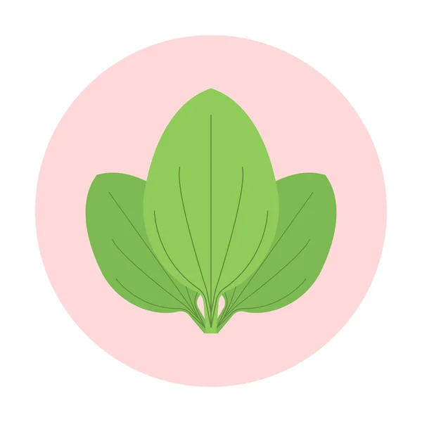 Icono de hojas de plátano — Vector de stock