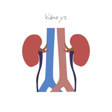 Böbrek organ simgesi