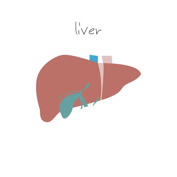 Karaciğer organ simgesi — Stok Vektör