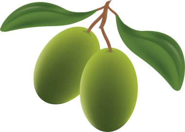 Clipart Vektörü Yeşil Zeytin