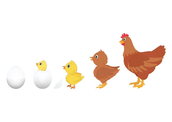 Evolución Del Pollo Vector Illustration Chicken Evolution Huevo Pollo Gallina — Archivo Imágenes Vectoriales