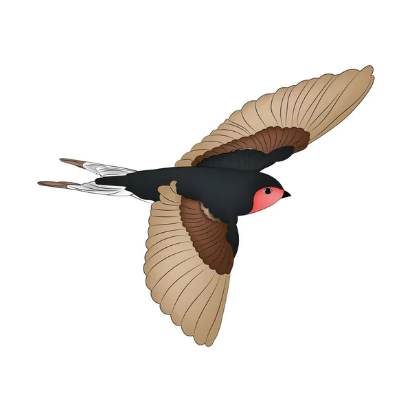 Swallow Bird flying Vector