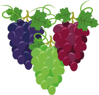 Renkli Üzüm vektör kümesi