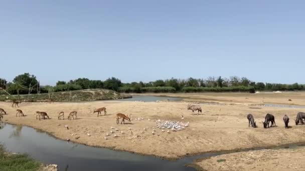 Sigean Afrika Rezervi Fransa Daki Vahşi Hayvanlar Vahşi Hayvanlar Otluyor — Stok video