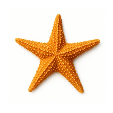 Beyaz arkaplanda okyanus yıldızı