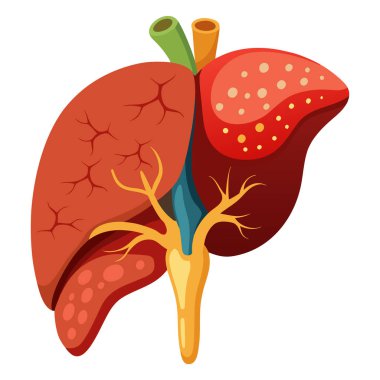 Beyaz arka planda insan iç karaciğerinin görüntüsü