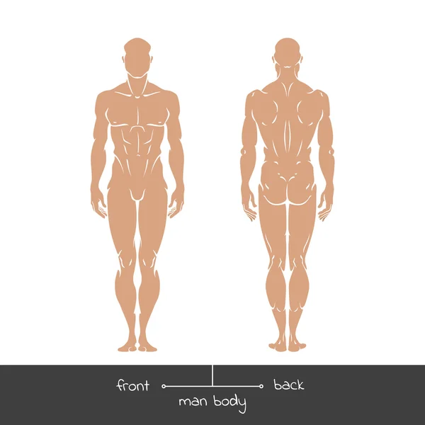 Homme en bonne santé vue de face et de derrière dans le style de contour . — Image vectorielle