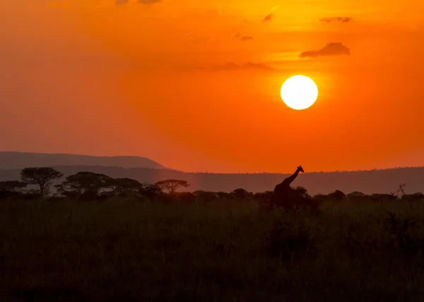 Jambo Serengeti! Telifsiz Stok Fotoğraflar