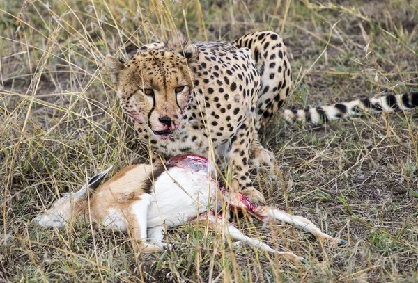 Cheetah eating gazelle — Stock Photo, Image