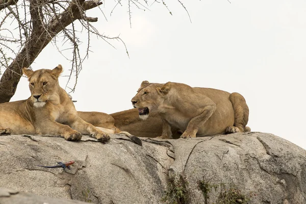 Two lions interacting — Stock Photo, Image