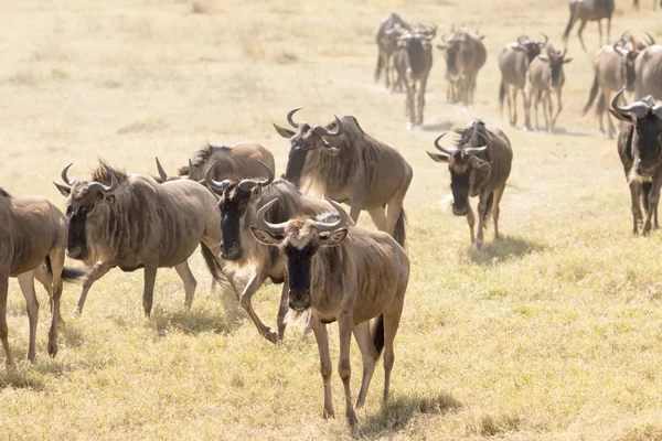 Wildebeests a piedi — Foto Stock
