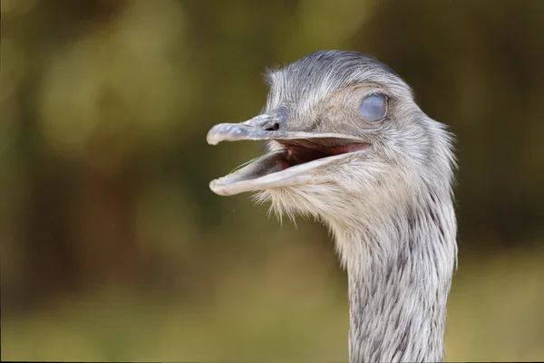 EMU portret — Stockfoto