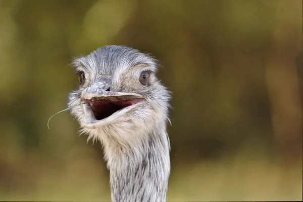 Emu-Porträt — Stockfoto