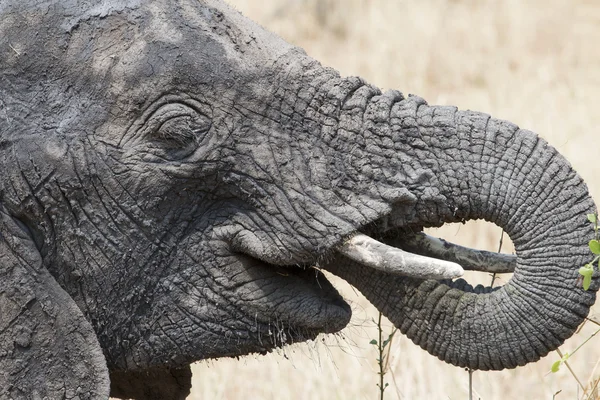 Vahşi Afrika fili yeme — Stok fotoğraf