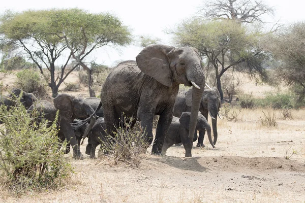 Onun çocukları ile vahşi Afrika fili — Stok fotoğraf