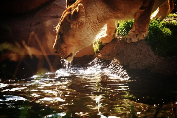 Lioness drinking water — Stock Photo, Image