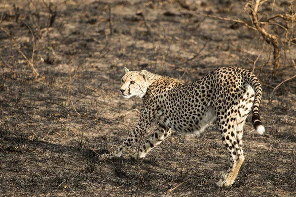 Cheetah stretching — Stock Photo, Image