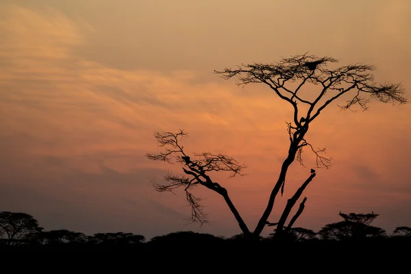 Silhouette d'un arbre au lever du soleil — Photo