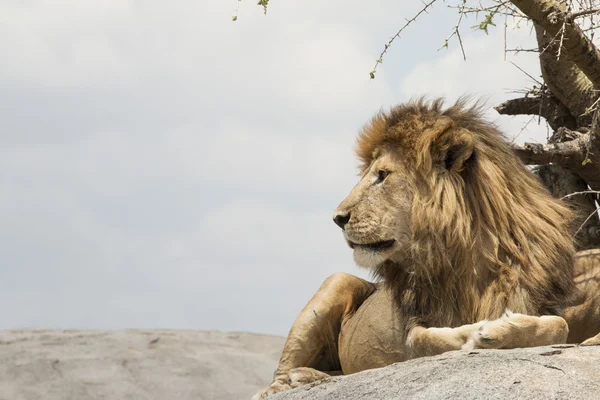 Male lion sitting on a rock facing sideways — Stock Photo, Image