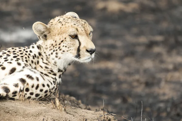 Cheetah sitting on a termite mound — Stock Photo, Image