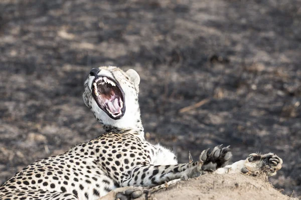 Cheetah sitting on a termite mound and yawning — Stock Photo, Image