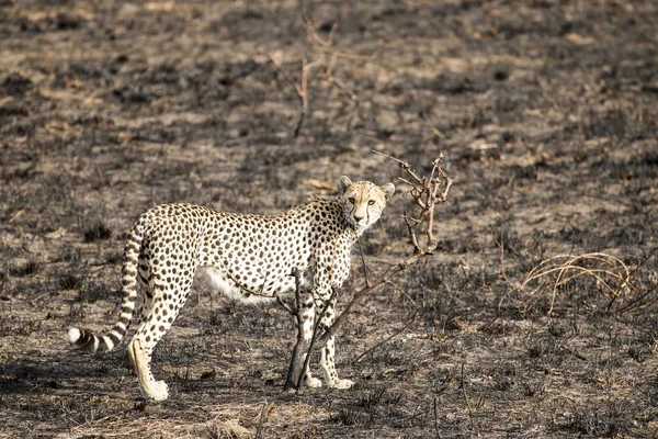 Cheetah standing and staring — Stock Photo, Image