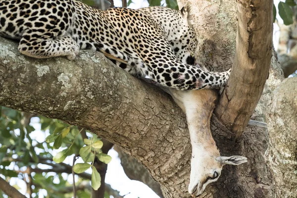 Leopard eating gazelle on a tree — Stock Photo, Image