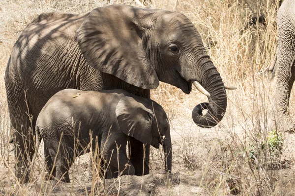 青年期と赤ちゃんのアフリカ象を食べる — ストック写真