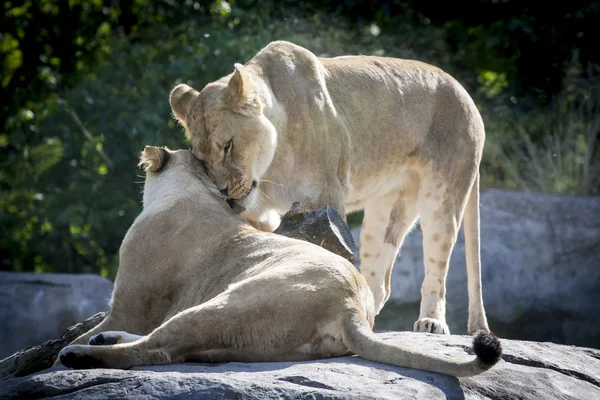 Lion couple in love — Stock Photo, Image