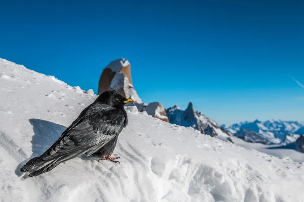 Zwarte vogel in de Franse Alpen — Stockfoto