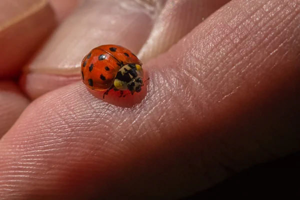 Une coccinelle à la main — Photo