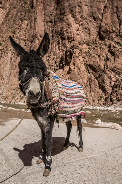 Ein süßer Esel in Marokko — Stockfoto