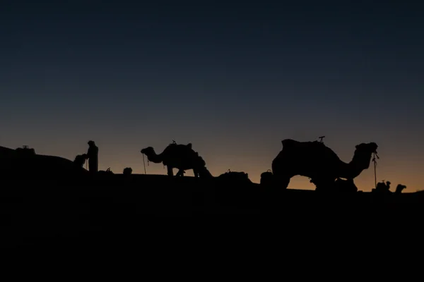Kamele in der marokkanischen Wüste — Stockfoto