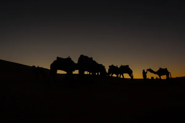 Camelo em Marrocos ao pôr-do-sol — Fotografia de Stock