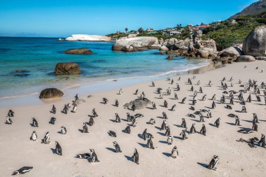 Penguenler kayalar Beach deki Cape Town Güney Afrika