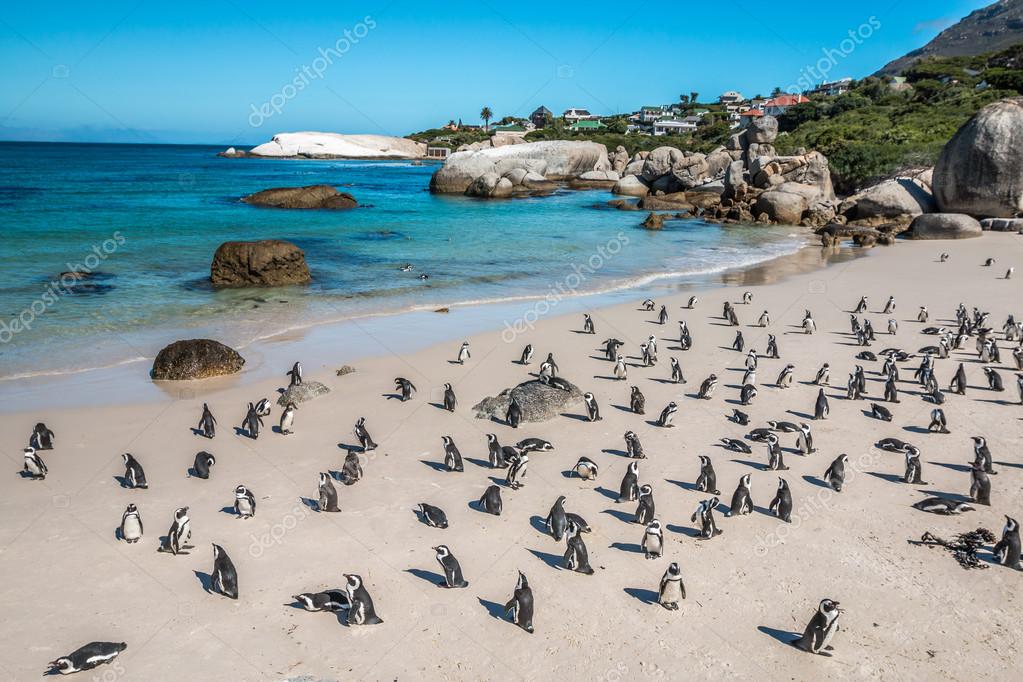 Penguins at Boulders Beach in Cape Town South Africa — Stock Photo