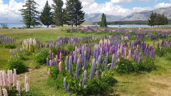 Lake Tekapo Lupin Field New Zealand — Stock Photo, Image