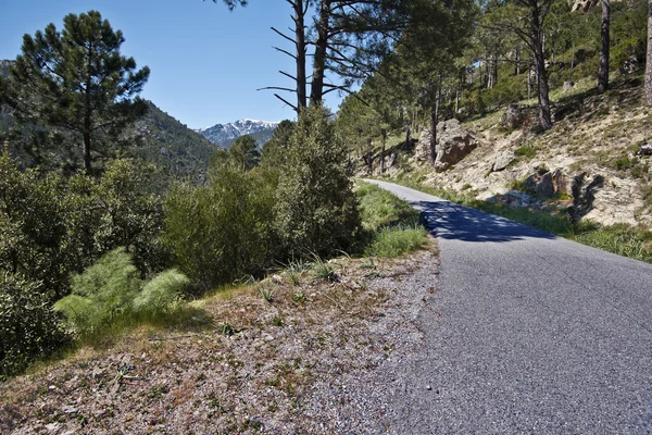 Kleine bergweg naar ondergedompeld in de natuur in het centrum van Corsica — Stockfoto