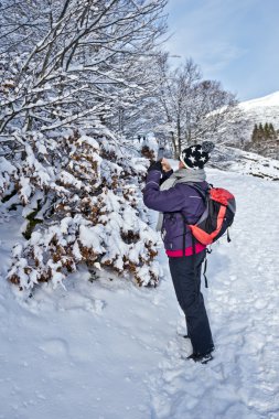Women take picture of winter forest with her Smartphone 
