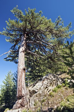 Eski Siyah Çam Ağacı Korsika kayalarından yetişir
