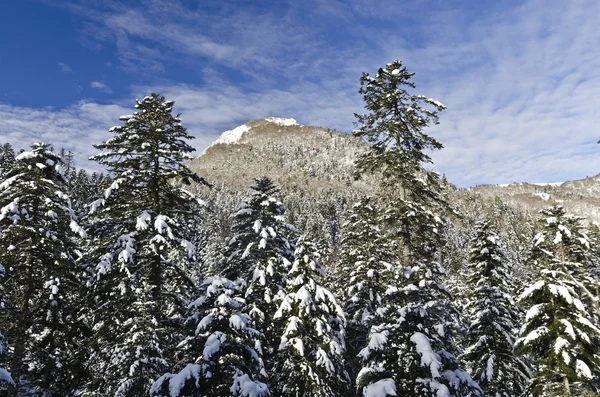 Bergwald unter dem Schnee — Stockfoto