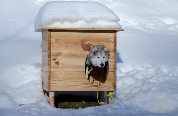 Husky, bir a köpek kulübesi
