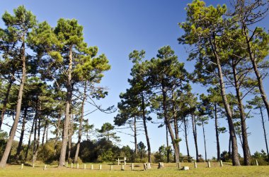 Yeu Adası Deniz çam ormanda piknik alanı 