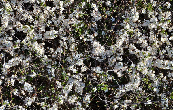 White blooming Prunus spinosa — Zdjęcie stockowe