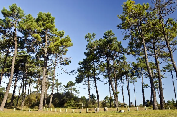 Picnic area in marine pine forest in Yeu island Royalty Free Stock Photos