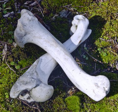 Kemikler bir ölüm sembolü gibi yere çarpı işareti