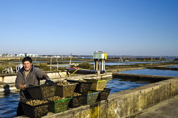 Trabajador en la granja Oyster Imagen De Stock